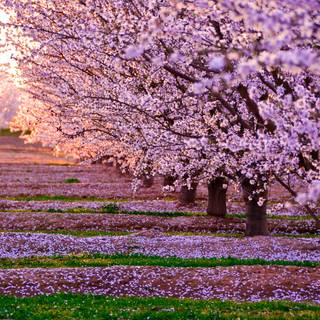 Spring season pink leaves wallpaper