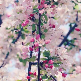 Spring season pink leaves wallpaper