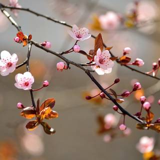 Spring season pink leaves wallpaper