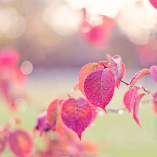 Spring season pink leaves wallpaper