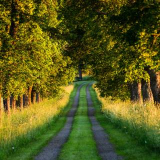 Country road spring wallpaper