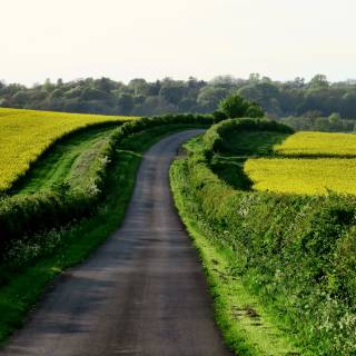 Country road spring wallpaper