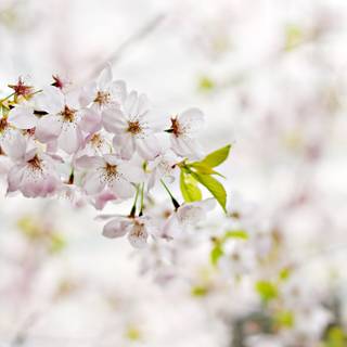 Spring season pink leaves wallpaper