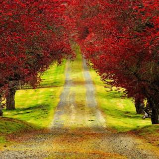 Country road spring wallpaper