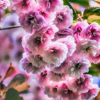 Spring season pink leaves wallpaper