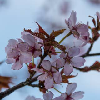 Spring season pink leaves wallpaper