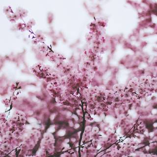 Spring season pink leaves wallpaper