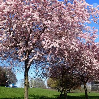 London 2023 wallpaper