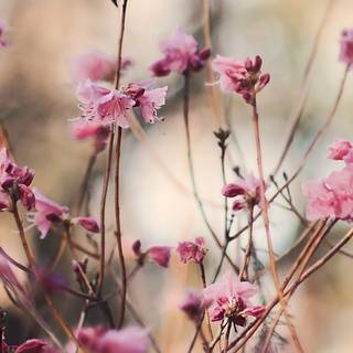 Spring season pink leaves wallpaper