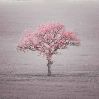 Spring season pink leaves wallpaper