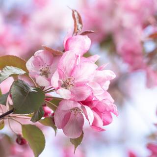 Spring season pink leaves wallpaper