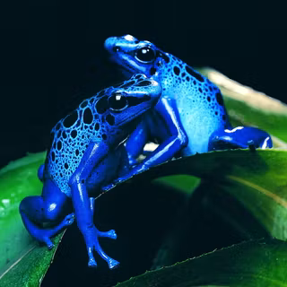 Blue frog wallpaper