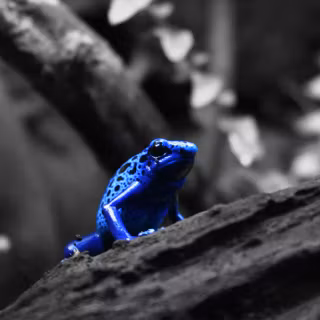 Blue frog wallpaper