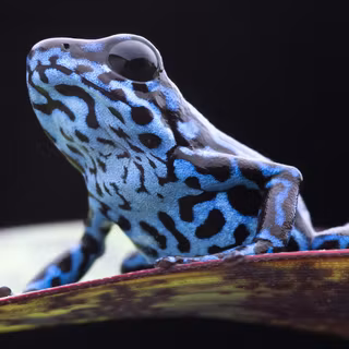 Blue frog wallpaper
