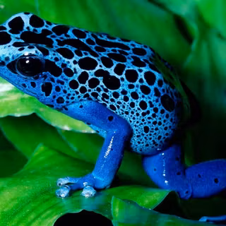 Blue frog wallpaper