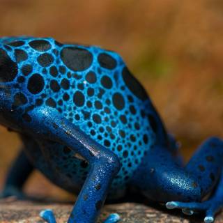 Blue frog wallpaper