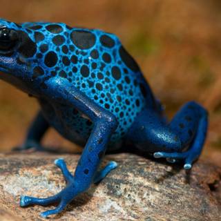 Blue frog wallpaper