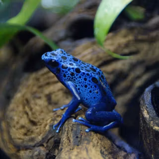 Blue frog wallpaper