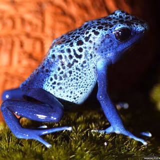 Blue frog wallpaper