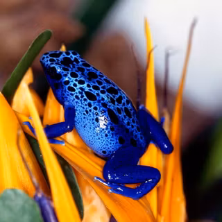 Blue frog wallpaper