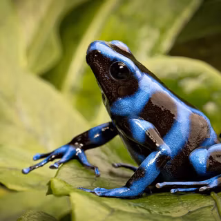 Blue frog wallpaper