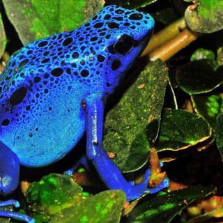 Blue frog wallpaper