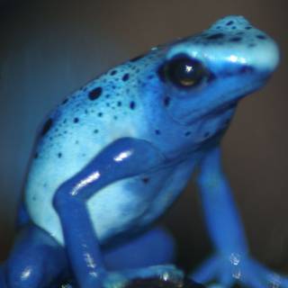 Blue frog wallpaper