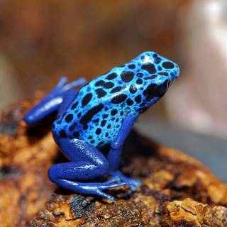Blue frog wallpaper