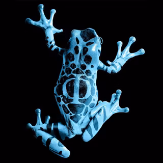 Blue frog wallpaper