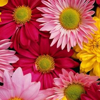 Cute spring red wallpaper