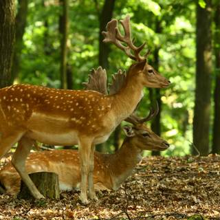 Deer in forest wallpaper