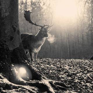 Deer in forest wallpaper