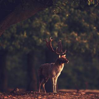Deer in forest wallpaper