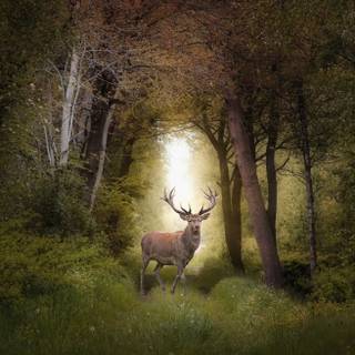Deer in forest wallpaper
