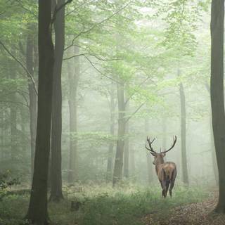 Deer in forest wallpaper