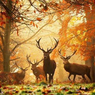 Deer in forest wallpaper