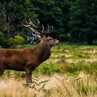 Deer in forest wallpaper