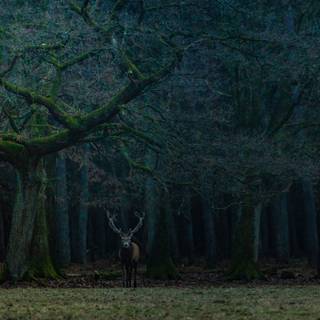 Deer in forest wallpaper