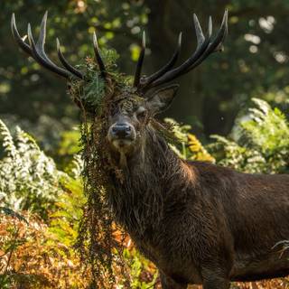 Deer in forest wallpaper
