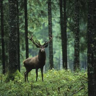Deer in forest wallpaper