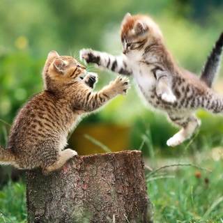 Cat fight wallpaper