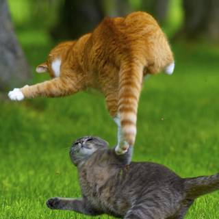 Cat fight wallpaper