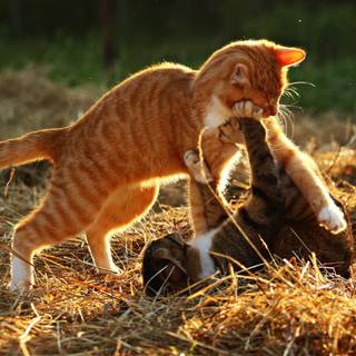 Cat fight wallpaper