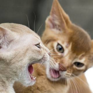Cat fight wallpaper