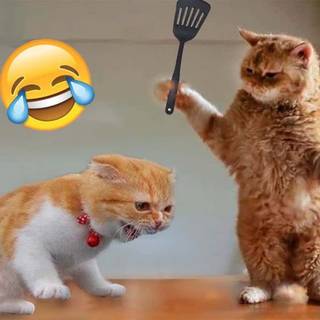 Funny cat wallpaper