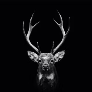 Dark deer wallpaper
