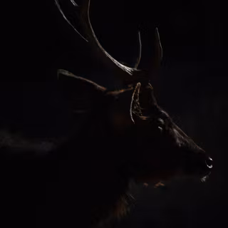 Dark deer wallpaper