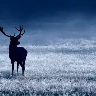 Dark deer wallpaper