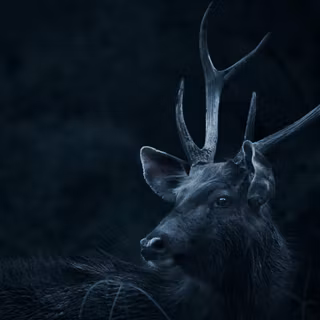 Dark deer wallpaper