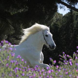 Springtime horses wallpaper